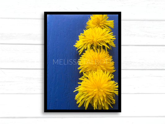 Dandelion photo - royal blue and yellow floral photography - Melissa Talbott