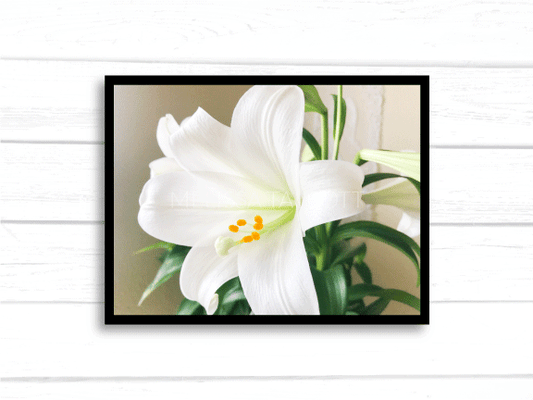 White Easter Lilly Photo - Floral Photography - Melissa Talbott